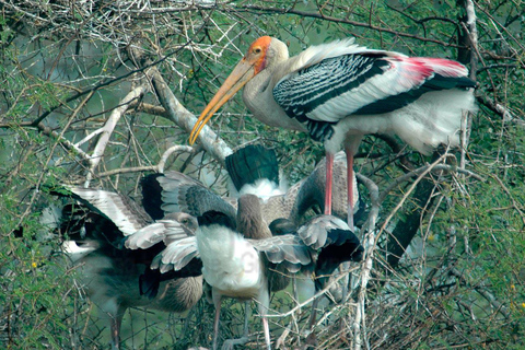 Depuis Jaipur : Safari dans le parc national de Ranthambore avec transferts