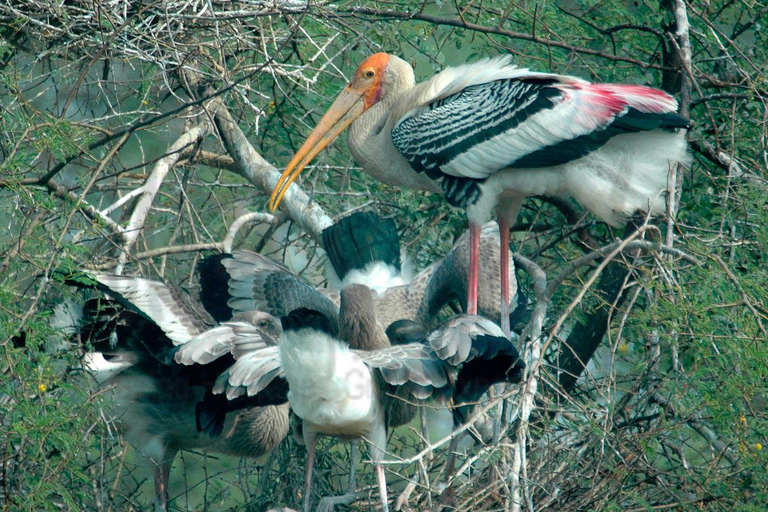 Depuis Jaipur : Safari dans le parc national de Ranthambore avec transferts