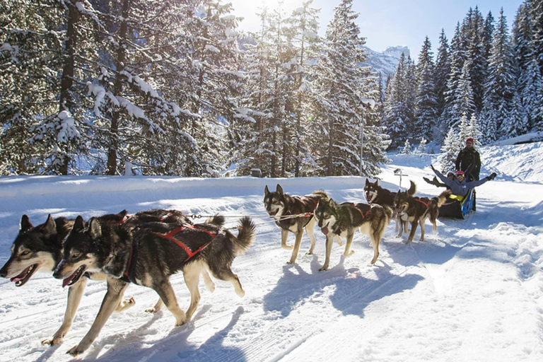 Rovaniemi : Une heure d&#039;expérience avec les huskys