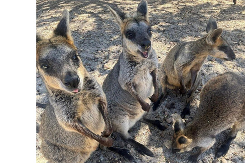 Perth Hills, Wildlife Park & Historic Pub Tour