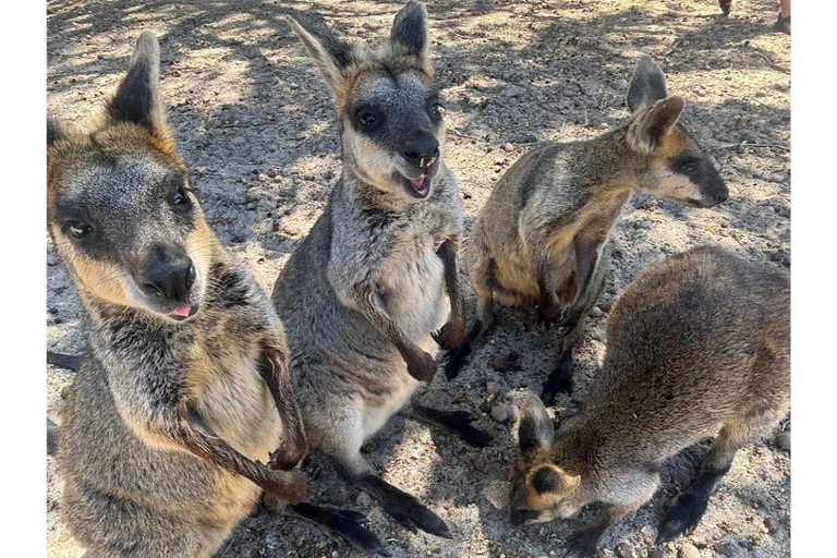 Perth Hills, Wildlife Park & Historic Pub Tour