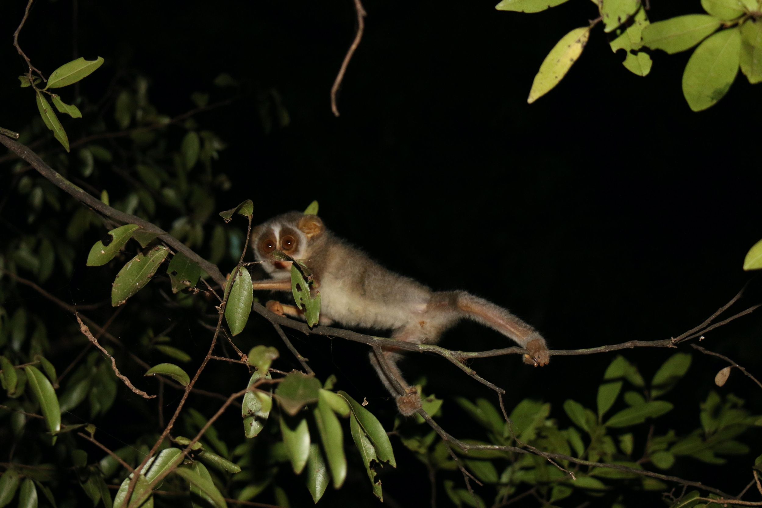 Nachtwanderung zu den seltenen Loris in Sigiriya