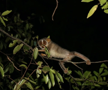 Caminhada noturna para ver os lóris raros e esquivos em Sigiriya