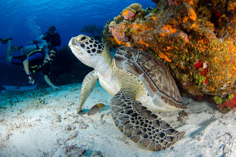 Mirissa: Dolphin Swim Blue Whale Snorkelling | All-Inclusive Mirissa: Scuba Diving & Turtle Snorkelling Experience
