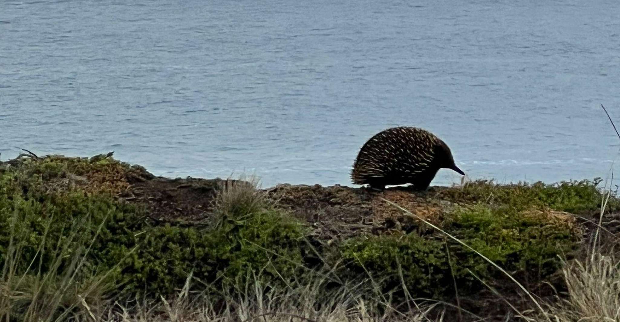 Melbourne: Boutique Phillip Island Wine, Dine & Penguin Tour photo 17