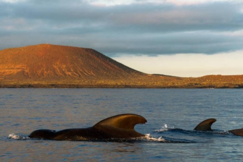 Los Cristianos : Excursion au coucher du soleil à bord d'un écoyacht pour observer les baleinesLos cristianos : excursion au coucher du soleil sur un ecoyacht pour observer les baleines