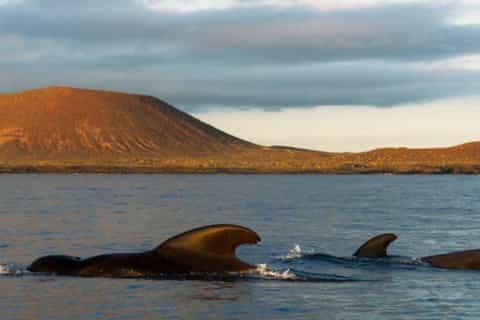 Los Cristianos eco yacht whale watching tour at sunset