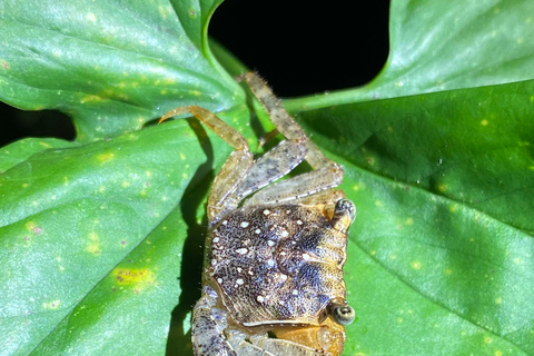 Manuel Antonio: Nachttour mit einem naturkundlichen Führer.Nachttour mit einem naturkundlichen Führer (inklusive Transport)