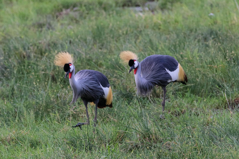 Nairobi: Tour di un giorno al Parco Nazionale Amboseli e al villaggio Maasai