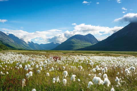 Wild Alaska: Denali Highway Scenic Journey from Fairbanks