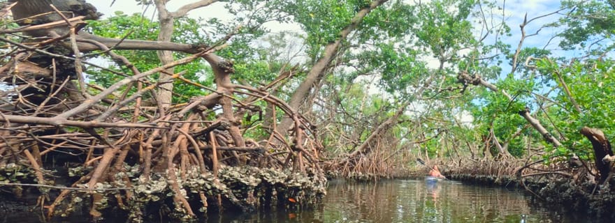 Explorez le tunnel magique de la mangrove de Bradenton en kayak transparent