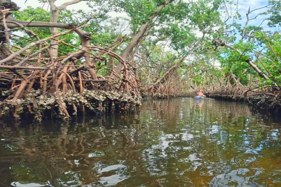 Bradenton: Öko-Tour mit transparentem Kajak durch den Mangroventunnel. Foto: GetYourGuide