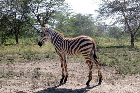 Da Nairobi: escursione al Parco Nazionale del Lago NakuruEscursione al Parco Nazionale del Lago Nakuru senza biglietto d&#039;ingresso
