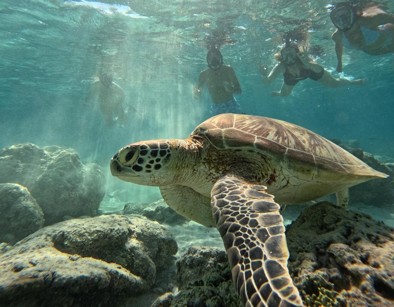 Gili Island Schnorcheln: Gili Trawangan, Meno und Air