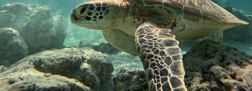 Plongée en apnée sur l'île de Gili : Gili Trawangan, Meno et Air