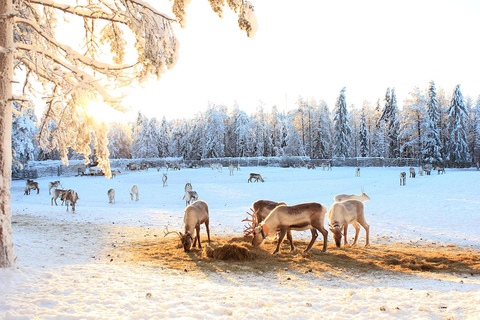Reindeer Sleigh Ride and Farm tour to feed the reindeer