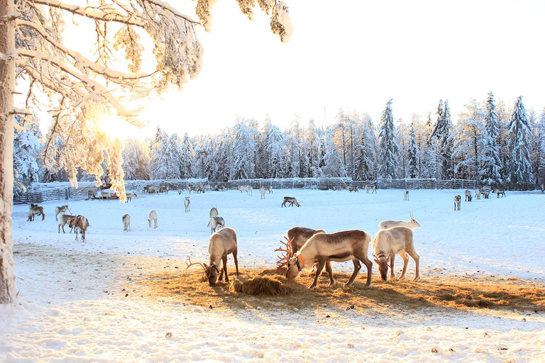 Reindeer Sleigh Ride and Farm tour to feed the reindeer
