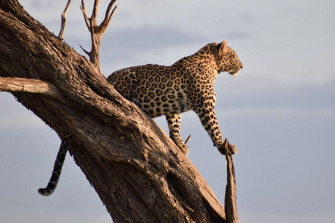 3-dniowe safari Masai Mara z balonem na gorące powietrze $ szampanMasai Mara; Safari balonem na ogrzane powietrze i śniadanie z szampanem