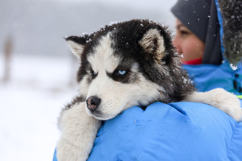 Rovaniemi: Reindeer & Husky Ride with Transfers