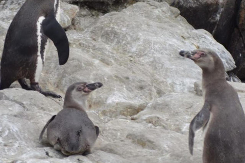 Lima: Tour a Isla Palomino Aventura Marina