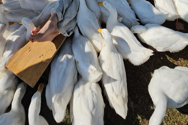 Hoi An: Duck Stop Eco Farm Experience with Duck Feeding