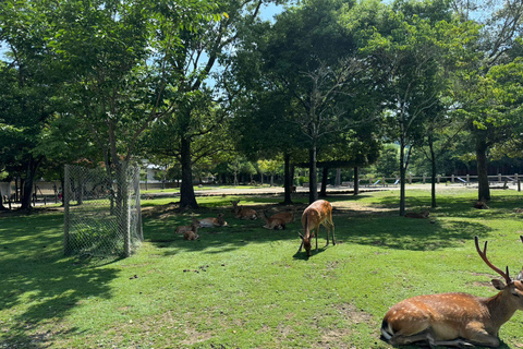 From Osaka/Kyoto: Nara One Day Private Tour