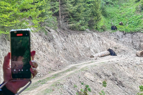 Brasov: Observação de ursos na natureza (de um esconderijo)