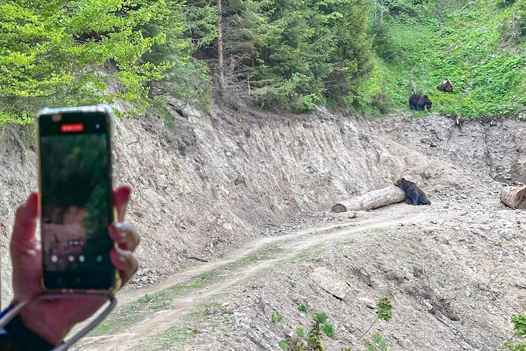 Brasov: Bear Watching in the Wild (From a Hideout)