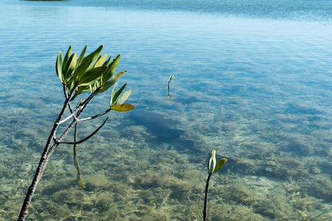 Key West Area: Guided Clear Kayak Eco-Tour