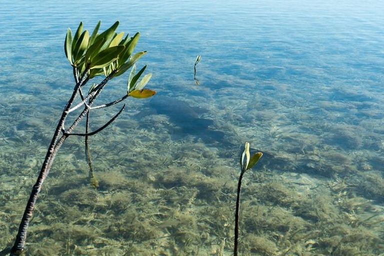Key West Area: Guided Clear Kayak Eco-Tour