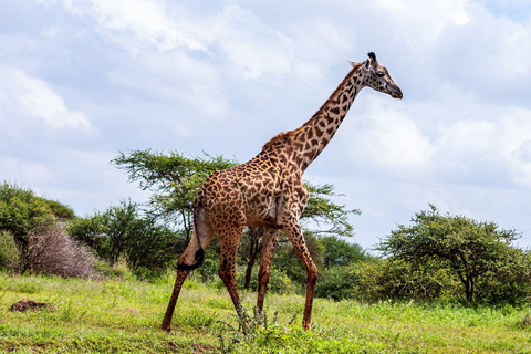 Nairobi: 3-Day Amboseli National Park Safari