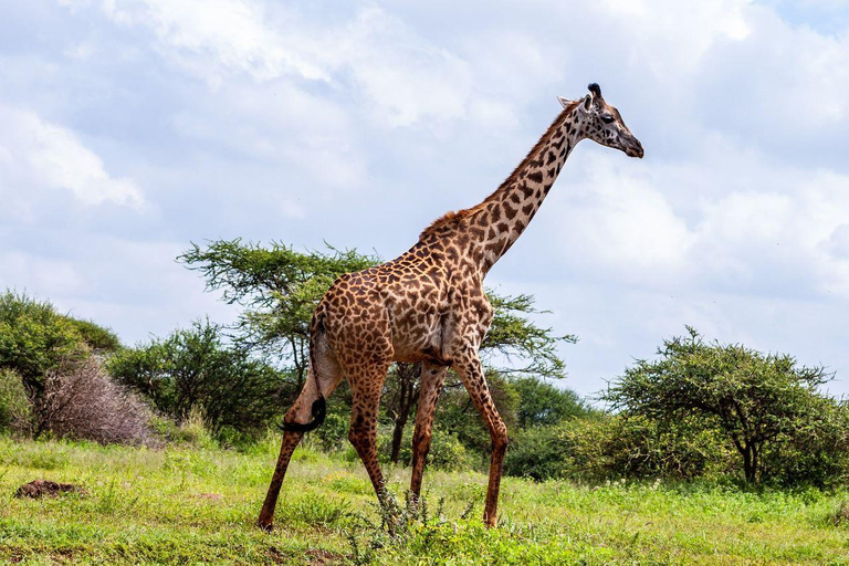 Nairobi: 3-Day Amboseli National Park Safari