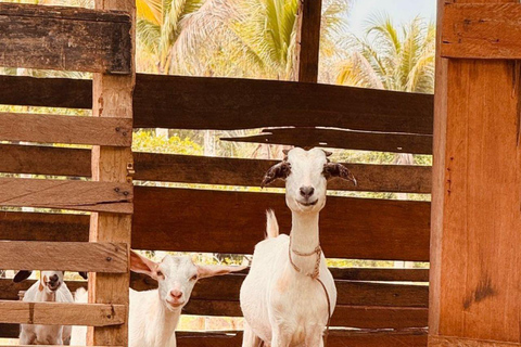 Langkawi:Paseo en quad por la ladera de Matchinchang