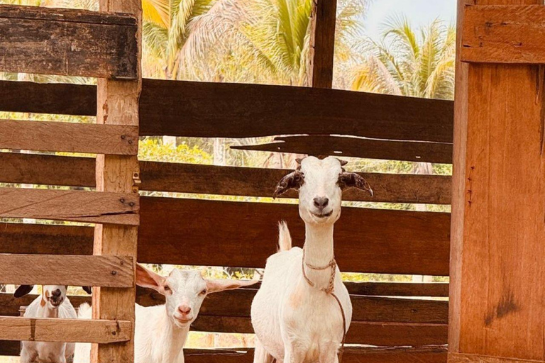 Langkawi: Passeio de quadriciclo no sopé de Matchinchang