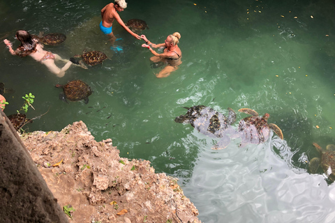 Zanzibar: Nade com a tartaruga no aquário natural LagoonZanzibar: Nade com uma tartaruga Paraíso natural da Costa Norte