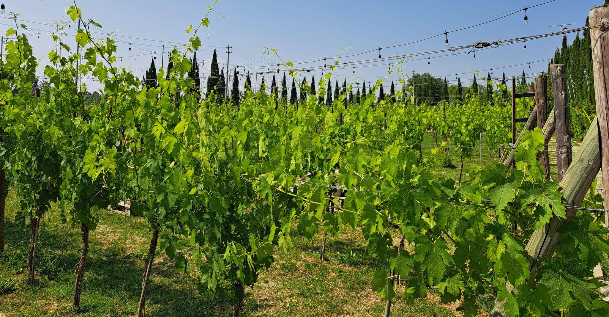 Half Day Escape to Chianti: Taste the Heart of Tuscany photo 12