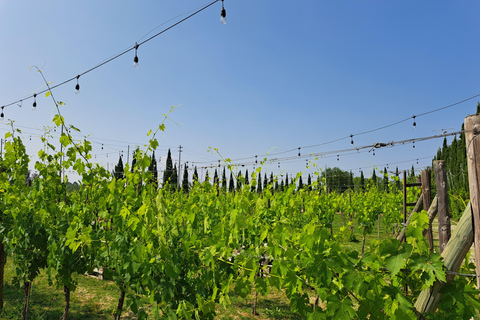 Best of Tuscany Experience Pisa, Siena, San Gimignano & Wine Standard Group Option