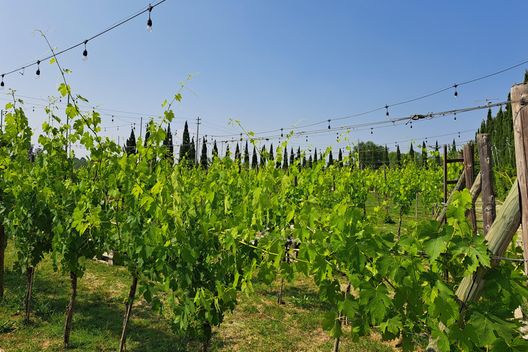 Best of Tuscany Experience Pisa, Siena, San Gimignano & Wine Standard Group Option