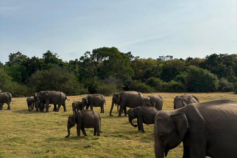 Sigiriya & Dambulla: All-Inclusive Wildlife Safari with Meal From Sigiriya & Dambulla: Elephant Safari (Jeep Only)