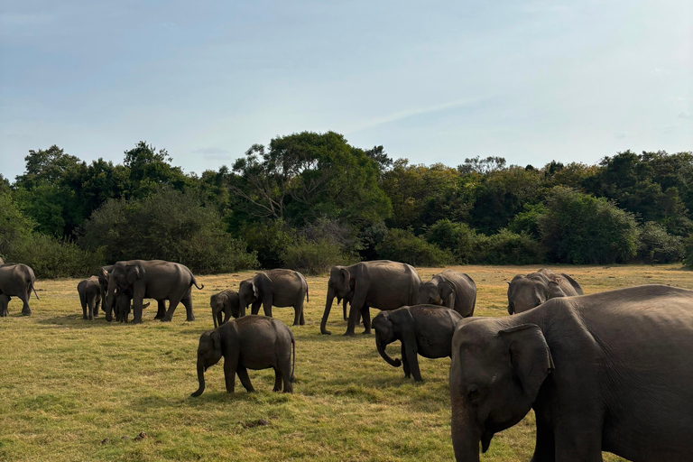 Sigiriya & Dambulla: All-Inclusive Wildlife Safari with Meal From Sigiriya & Dambulla: Elephant Safari (Jeep Only)