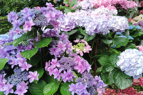 Nara: Muro-ji Temple – Serenity, Tradition and Sacred Beauty