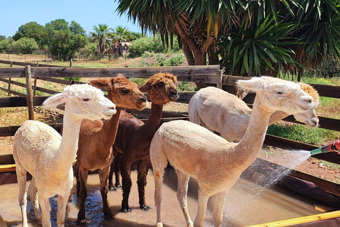 Felanitx, Mallorca: Alpacas Close-Up Experience