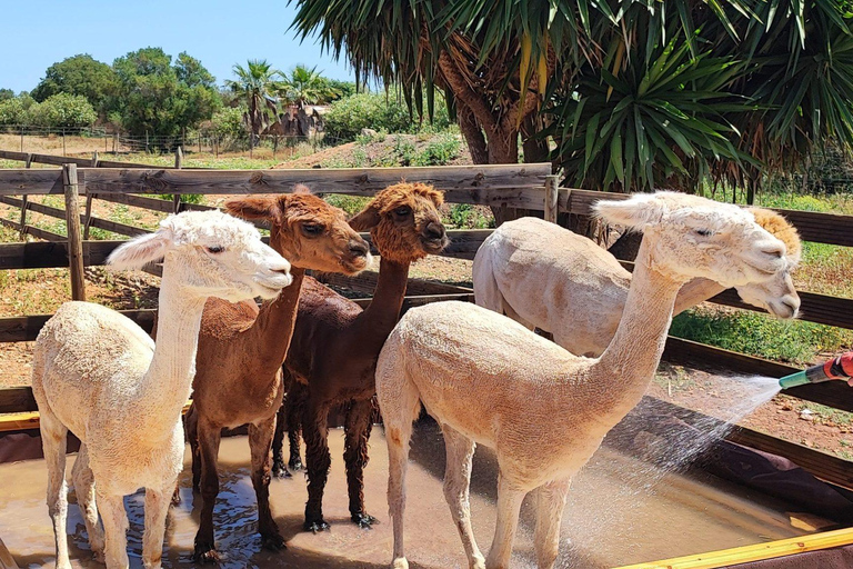 Felanitx, Mallorca: Experiencia Alpacas de Cerca