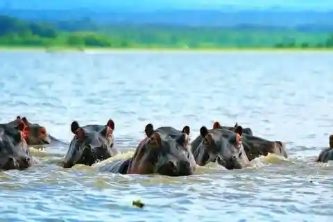 Desde Nairobi: Excursión de un día a los Lagos Nakuru y al Parque Nacional de Naivasha