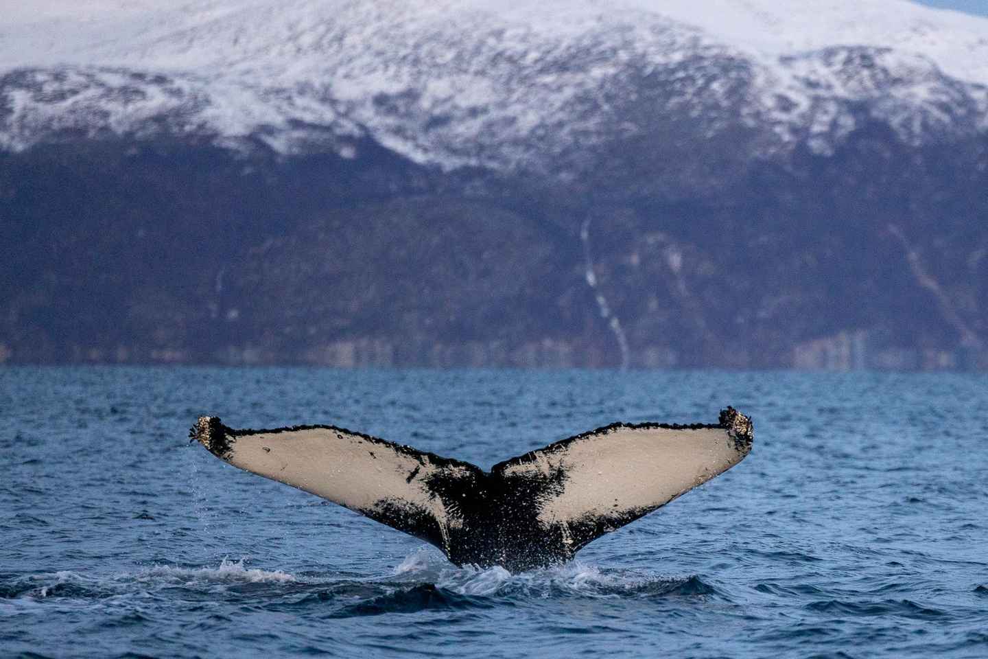 阿尔塔出发：小团体RIB观鲸之旅
