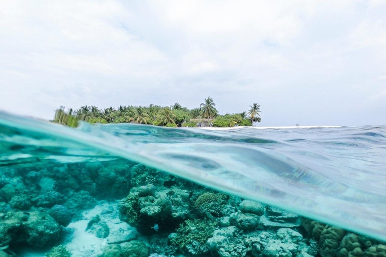 ZANZIBAR: SAFARI BLUE PRIVATE TOUR (KWALE ISLAND)& SEA FOOD