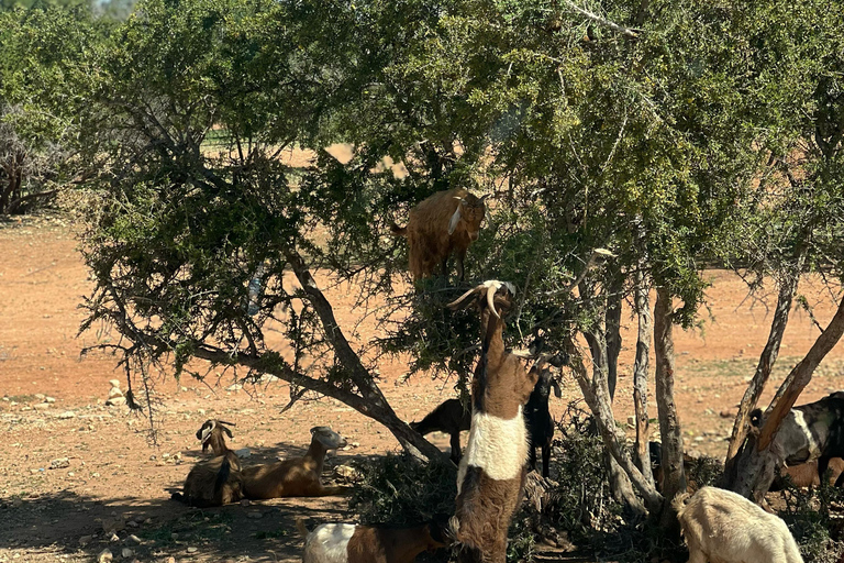 From Marrakech: Essaouira Day Trip with Beach & Medina Essaouira Small Group Day Trip
