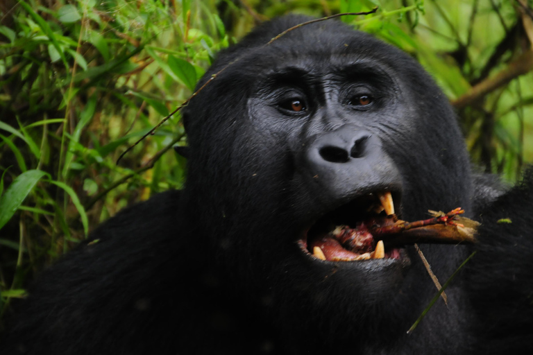 From Entebbe: 3-Day Gorilla Trekking Safari with Transfers