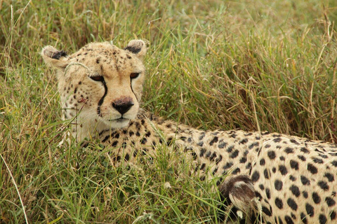 Arusha: 7-Day Safari Tour with Materuni Waterfalls Hike