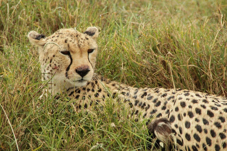 Arusha: 7-Day Safari Tour with Materuni Waterfalls Hike